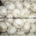 Jinxiang Pure White Fresh Garlic